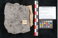 Foto (Objekt + Etikett) von Neuropteris acutifolia Brongniart (NHMW-GEO-2024-0188-11284)